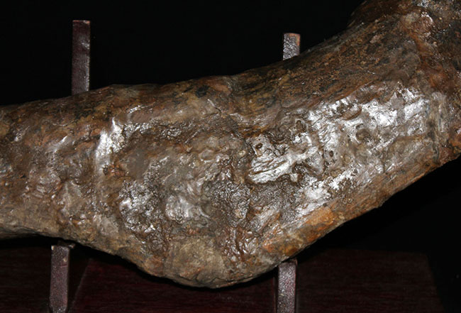 博物館級、パーフェクト！巨大６０センチ！鳥脚類恐竜エドモントサウルス（Edmontosaurus sp.）の上腕骨の化石（その12）