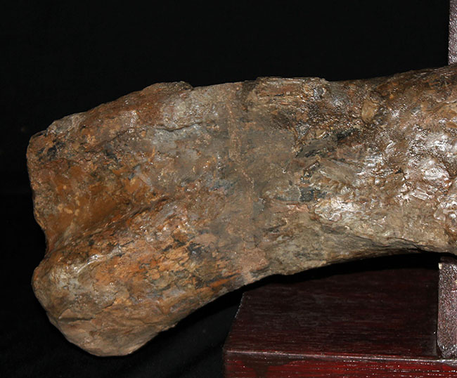 博物館級、パーフェクト！巨大６０センチ！鳥脚類恐竜エドモントサウルス（Edmontosaurus sp.）の上腕骨の化石（その13）