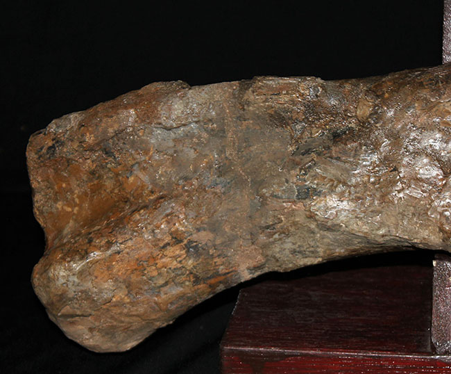 博物館級、パーフェクト!巨大60センチ!鳥脚類恐竜エドモントサウルス(Edmontosaurus sp.)の上腕骨の化石(その13)