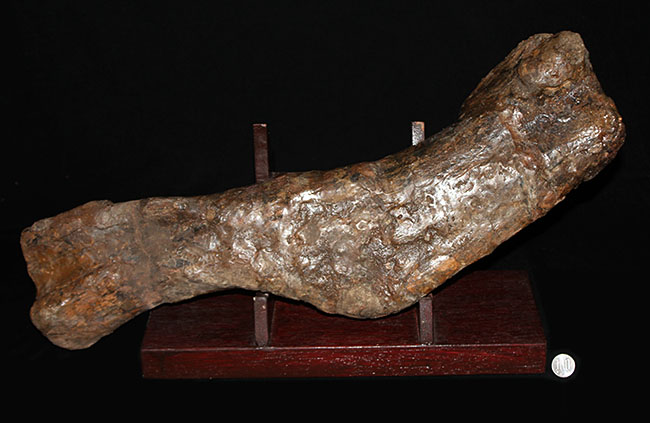 博物館級、パーフェクト！巨大６０センチ！鳥脚類恐竜エドモントサウルス（Edmontosaurus sp.）の上腕骨の化石（その14）