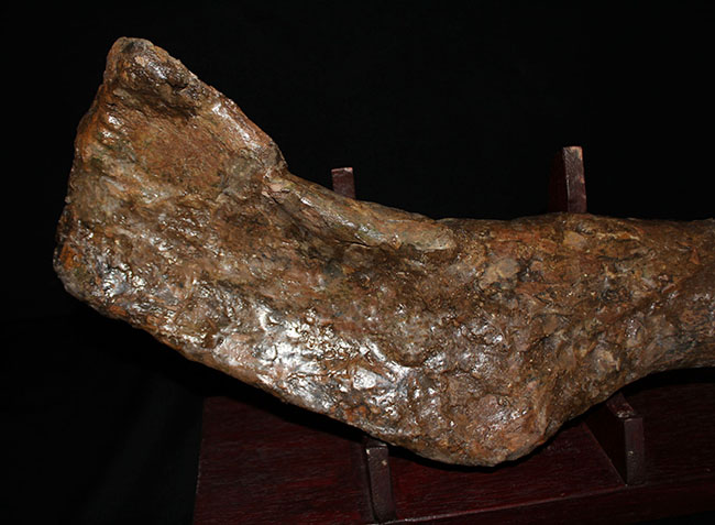 博物館級、パーフェクト！巨大６０センチ！鳥脚類恐竜エドモントサウルス（Edmontosaurus sp.）の上腕骨の化石（その2）