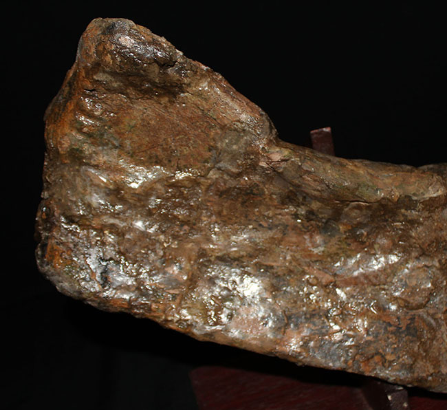 博物館級、パーフェクト!巨大60センチ!鳥脚類恐竜エドモントサウルス(Edmontosaurus sp.)の上腕骨の化石(その3)
