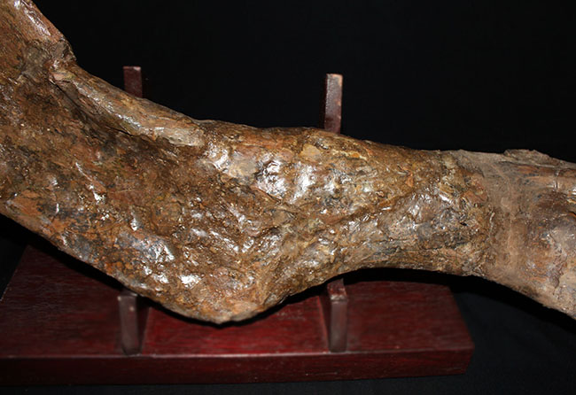 博物館級、パーフェクト！巨大６０センチ！鳥脚類恐竜エドモントサウルス（Edmontosaurus sp.）の上腕骨の化石（その4）