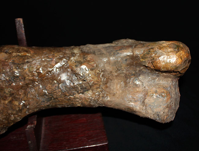 博物館級、パーフェクト！巨大６０センチ！鳥脚類恐竜エドモントサウルス（Edmontosaurus sp.）の上腕骨の化石（その5）