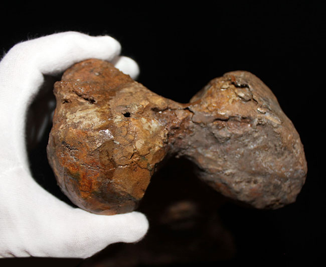 博物館級、パーフェクト!巨大60センチ!鳥脚類恐竜エドモントサウルス(Edmontosaurus sp.)の上腕骨の化石(その6)