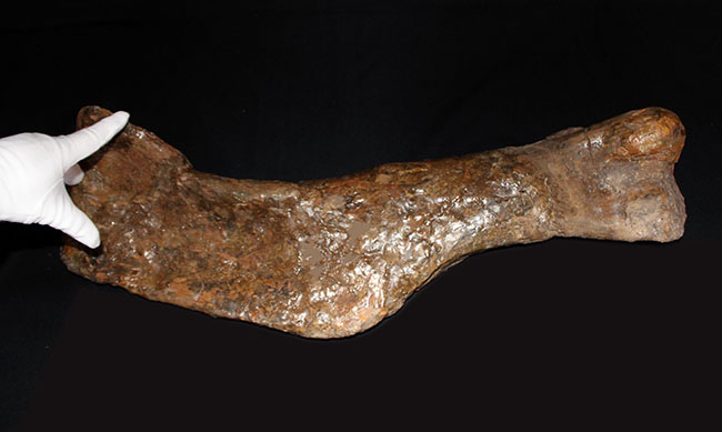 博物館級、パーフェクト!巨大60センチ!鳥脚類恐竜エドモントサウルス(Edmontosaurus sp.)の上腕骨の化石(その7)