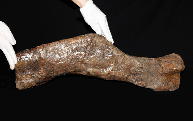 博物館級、パーフェクト！巨大６０センチ！鳥脚類恐竜エドモントサウルス（Edmontosaurus sp.）の上腕骨の化石（その8）