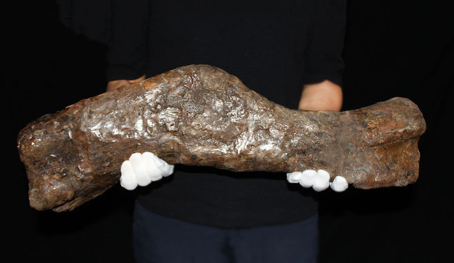 博物館級、パーフェクト！巨大６０センチ！鳥脚類恐竜エドモントサウルス（Edmontosaurus sp.）の上腕骨の化石（その9）
