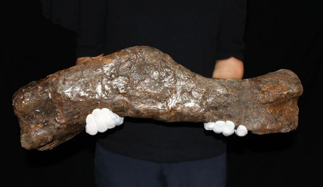 博物館級、パーフェクト!巨大60センチ!鳥脚類恐竜エドモントサウルス(Edmontosaurus sp.)の上腕骨の化石(その9)