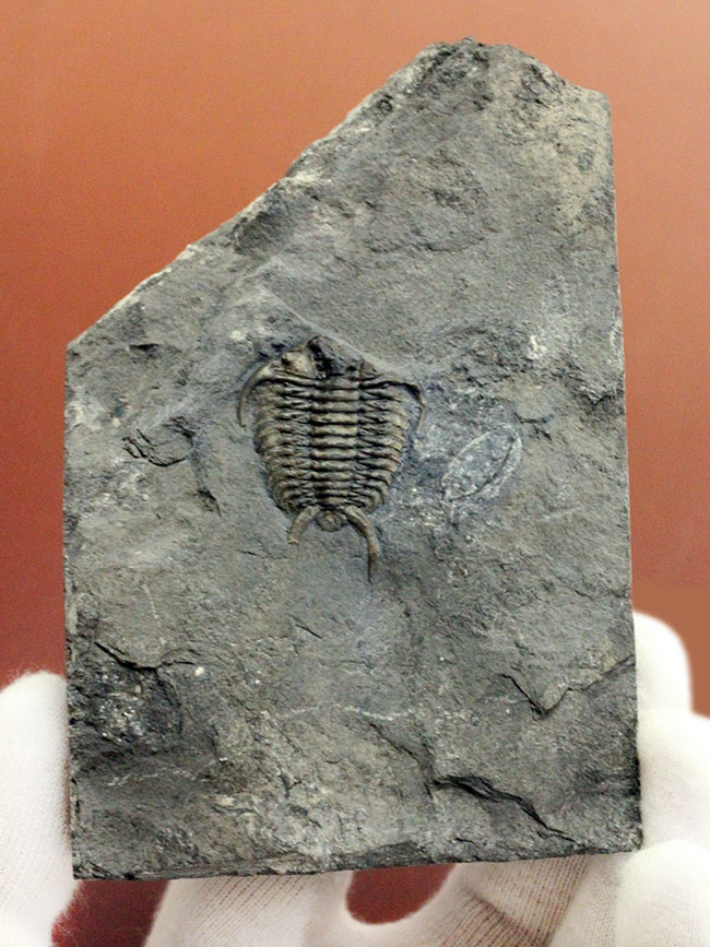 珍しいカナダ産の三葉虫セラウルス(Ceraurus globulobatus)。オルドビス紀。(その1)