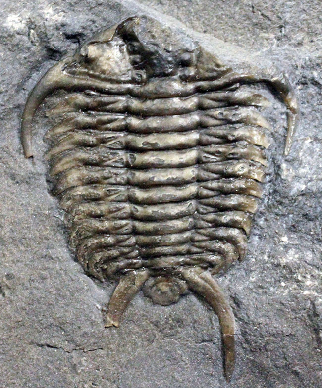 珍しいカナダ産の三葉虫セラウルス(Ceraurus globulobatus)。オルドビス紀。(その2)