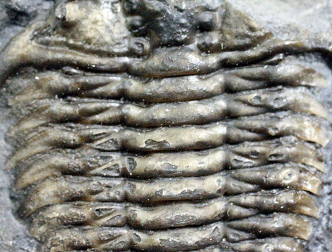 珍しいカナダ産の三葉虫セラウルス(Ceraurus globulobatus)。オルドビス紀。(その4)