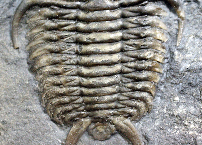 珍しいカナダ産の三葉虫セラウルス(Ceraurus globulobatus)。オルドビス紀。(その5)