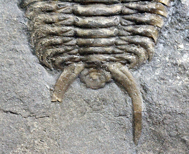 珍しいカナダ産の三葉虫セラウルス(Ceraurus globulobatus)。オルドビス紀。(その6)