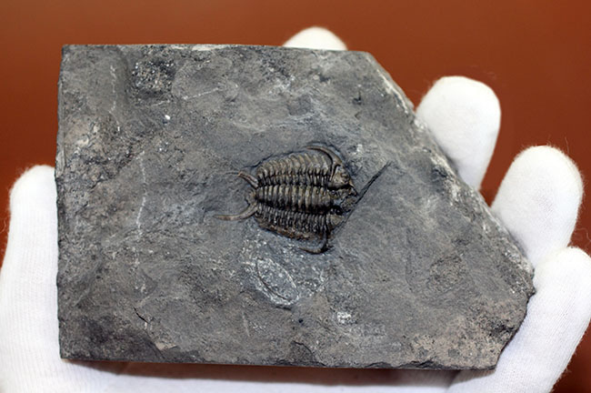 珍しいカナダ産の三葉虫セラウルス(Ceraurus globulobatus)。オルドビス紀。(その7)