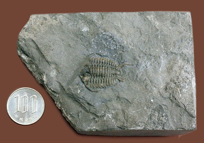 珍しいカナダ産の三葉虫セラウルス(Ceraurus globulobatus)。オルドビス紀。(その9)
