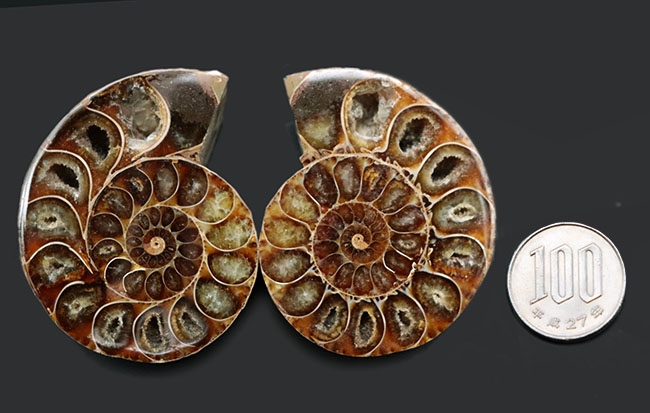 断面の美しさにご注目！およそ1億年前のアンモナイト、デスモセラス