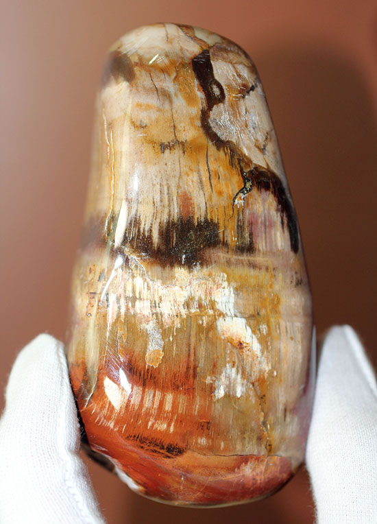 珍しい全面ポリッシュ標本が登場！２億４８００万年前の木化石、マダガスカル産珪化木（ケイカボク）（その2）