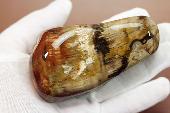 珍しい全面ポリッシュ標本が登場！２億４８００万年前の木化石、マダガスカル産珪化木（ケイカボク）（その6）