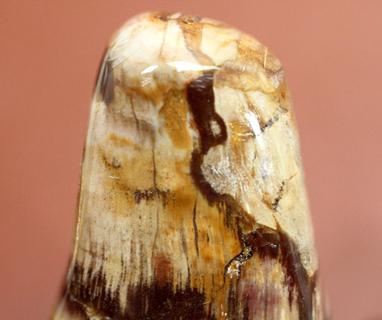珍しい全面ポリッシュ標本が登場！２億４８００万年前の木化石、マダガスカル産珪化木（ケイカボク）（その9）