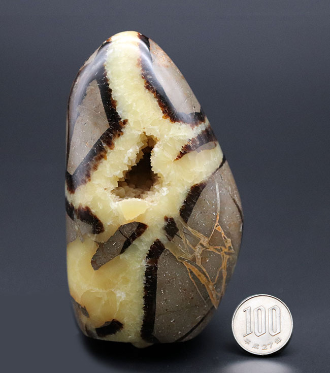 石なのですが、石では片付けられない愛嬌のある標本、人気の鉱物、イエローセプタリアン（Yellow septarian）。ビッグサイズ！（その12）