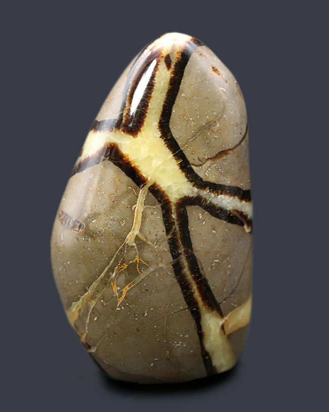 石なのですが、石では片付けられない愛嬌のある標本、人気の鉱物、イエローセプタリアン（Yellow septarian）。ビッグサイズ！（その2）