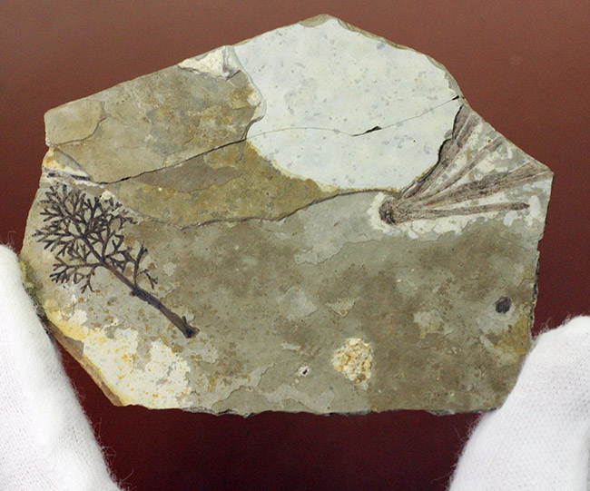 中生代前期の地層から採集された非常に上質の植物片のネガポジ化石（その10）