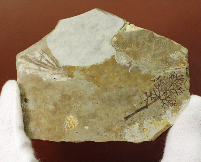 中生代前期の地層から採集された非常に上質の植物片のネガポジ化石（その11）