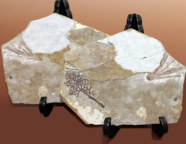 中生代前期の地層から採集された非常に上質の植物片のネガポジ化石（その2）
