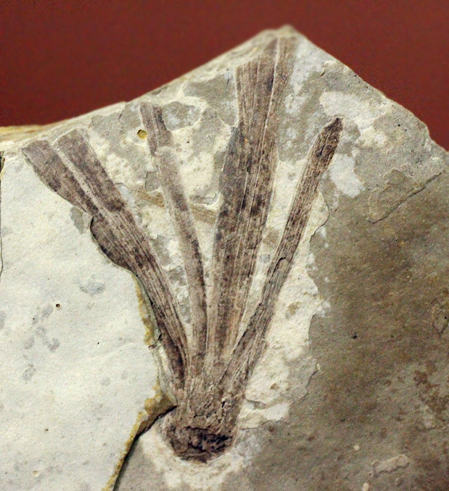 中生代前期の地層から採集された非常に上質の植物片のネガポジ化石（その3）