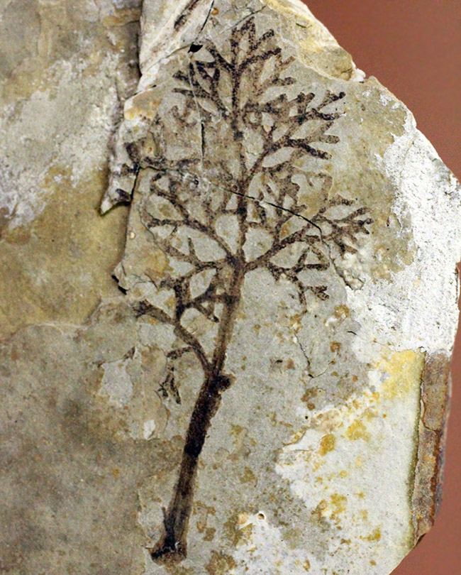 中生代前期の地層から採集された非常に上質の植物片のネガポジ化石（その4）