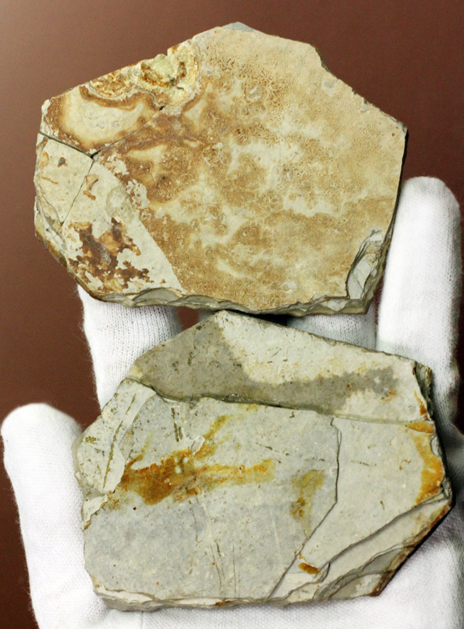 中生代前期の地層から採集された非常に上質の植物片のネガポジ化石（その6）