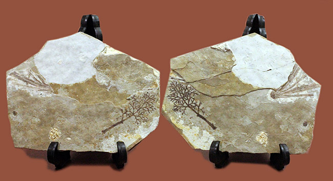 中生代前期の地層から採集された非常に上質の植物片のネガポジ化石（その7）