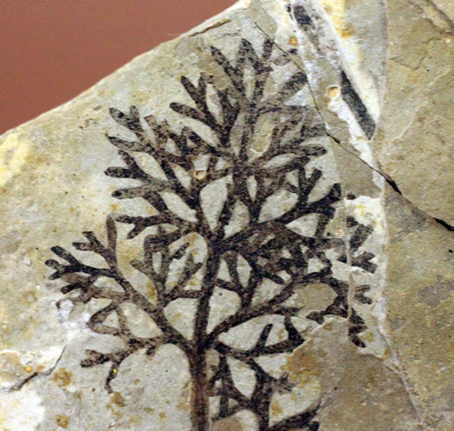 中生代前期の地層から採集された非常に上質の植物片のネガポジ化石（その8）