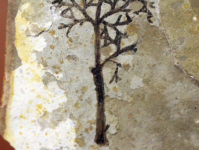 中生代前期の地層から採集された非常に上質の植物片のネガポジ化石（その9）