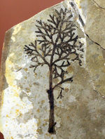中生代前期の地層から採集された非常に上質の植物片のネガポジ化石