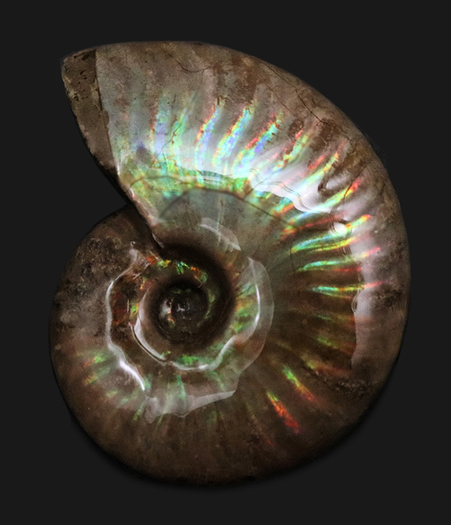これぞ化石セブンクオリティ、両面輝くフルスペクトルカラーの極上標本!「光の宝珠」マダガスカル産クレオニセラス(Cleoniceras)(その1)