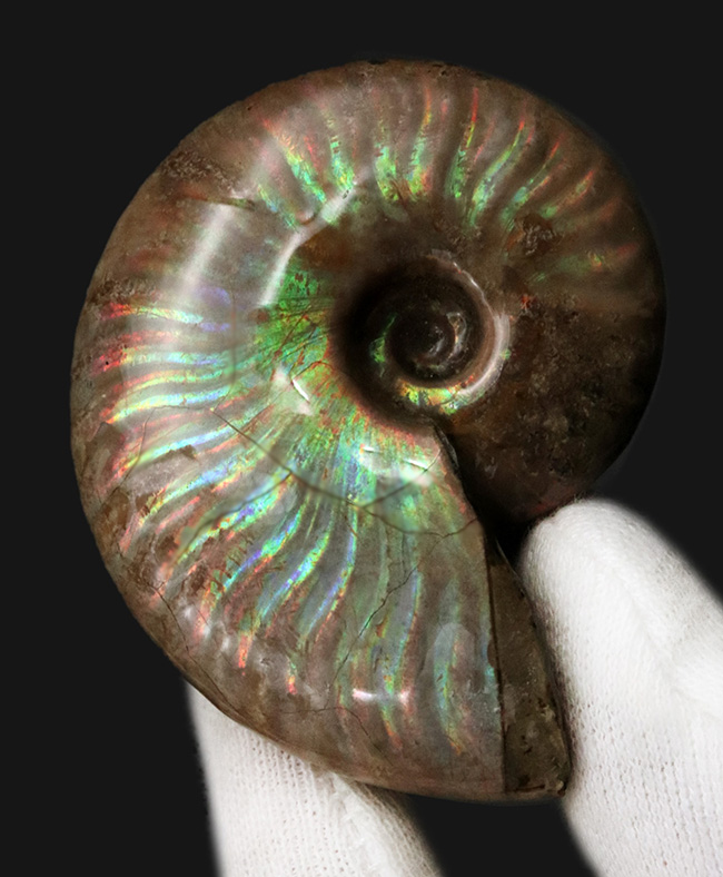これぞ化石セブンクオリティ、両面輝くフルスペクトルカラーの極上標本!「光の宝珠」マダガスカル産クレオニセラス(Cleoniceras)(その2)
