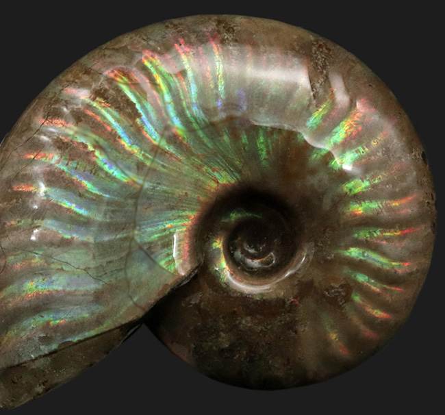 これぞ化石セブンクオリティ、両面輝くフルスペクトルカラーの極上標本!「光の宝珠」マダガスカル産クレオニセラス(Cleoniceras)(その3)