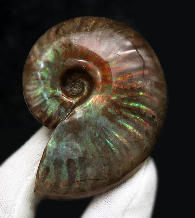これぞ化石セブンクオリティ、両面輝くフルスペクトルカラーの極上標本!「光の宝珠」マダガスカル産クレオニセラス(Cleoniceras)(その4)