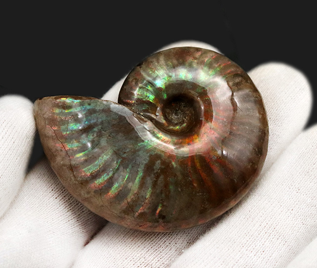 これぞ化石セブンクオリティ、両面輝くフルスペクトルカラーの極上標本!「光の宝珠」マダガスカル産クレオニセラス(Cleoniceras)(その5)