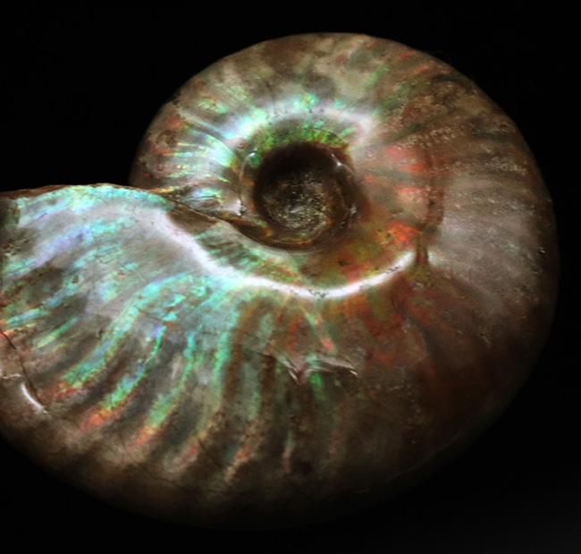 これぞ化石セブンクオリティ、両面輝くフルスペクトルカラーの極上標本!「光の宝珠」マダガスカル産クレオニセラス(Cleoniceras)(その6)