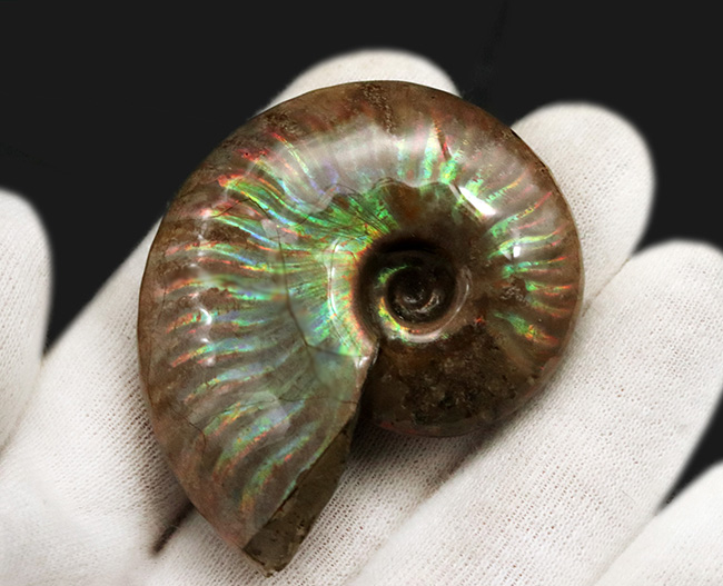 これぞ化石セブンクオリティ、両面輝くフルスペクトルカラーの極上標本!「光の宝珠」マダガスカル産クレオニセラス(Cleoniceras)(その7)