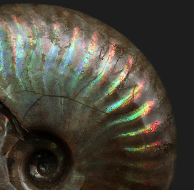 これぞ化石セブンクオリティ、両面輝くフルスペクトルカラーの極上標本!「光の宝珠」マダガスカル産クレオニセラス(Cleoniceras)(その8)