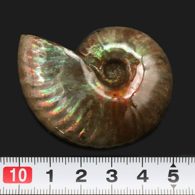 これぞ化石セブンクオリティ、両面輝くフルスペクトルカラーの極上標本!「光の宝珠」マダガスカル産クレオニセラス(Cleoniceras)(その9)