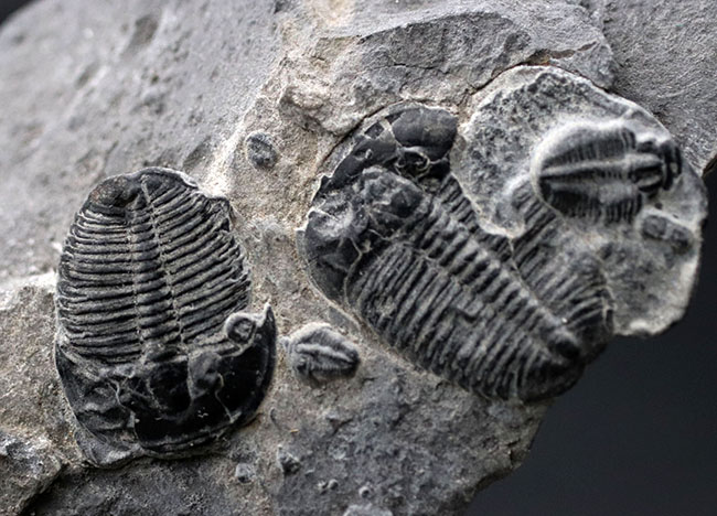 もしかしたら最も名の知られた三葉虫かも！？米国ユタ州を代表する初期型の三葉虫、エルラシア・キンギの群集化石（その2）