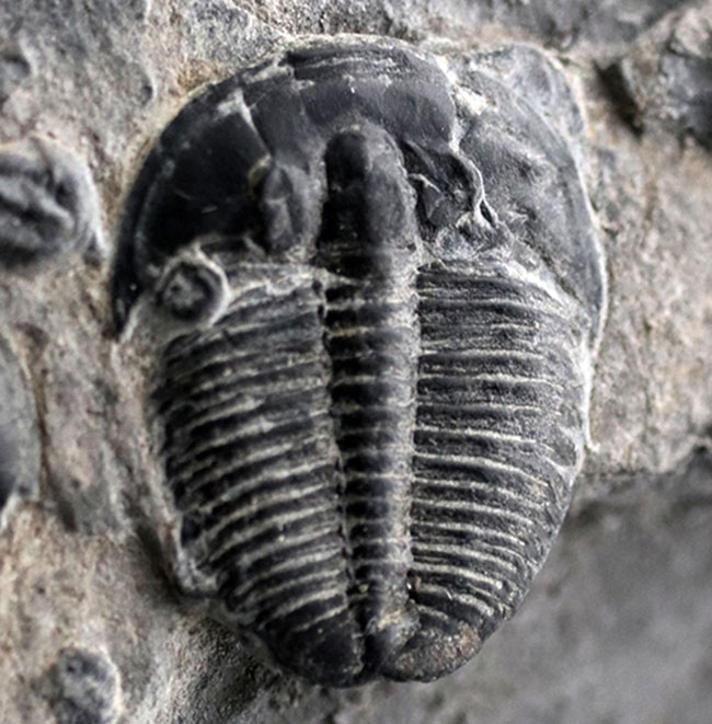 もしかしたら最も名の知られた三葉虫かも！？米国ユタ州を代表する初期型の三葉虫、エルラシア・キンギの群集化石（その4）