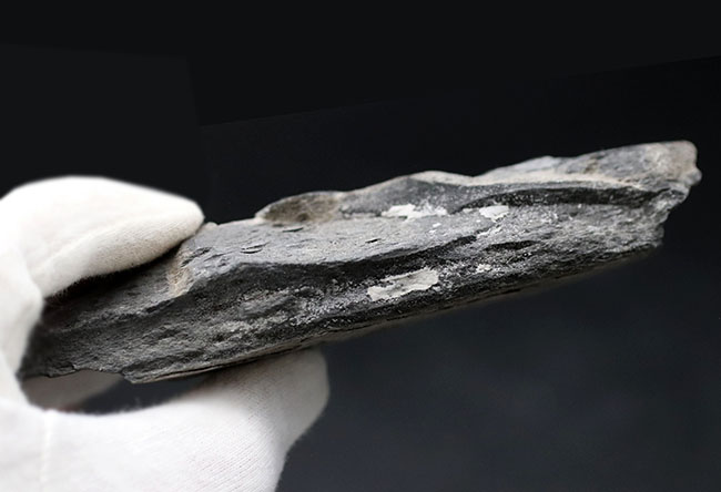 もしかしたら最も名の知られた三葉虫かも!?米国ユタ州を代表する初期型の三葉虫、エルラシア・キンギの群集化石(その6)