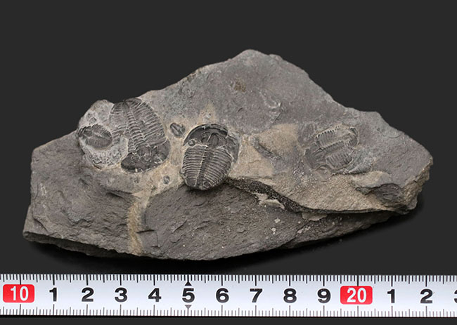 もしかしたら最も名の知られた三葉虫かも！？米国ユタ州を代表する初期