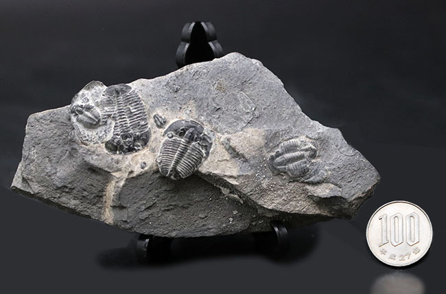 もしかしたら最も名の知られた三葉虫かも！？米国ユタ州を代表する初期